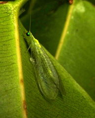 Chrysopidae