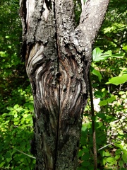 Neonectria ditissima