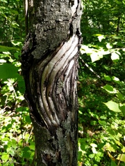 Neonectria ditissima