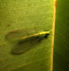 Chrysopidae