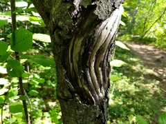 Neonectria ditissima