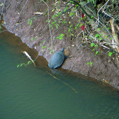 Phrynops williamsi