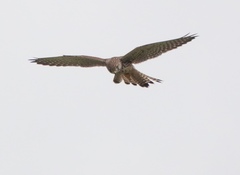Falco tinnunculus