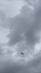 Ictinia mississippiensis