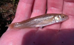 Fundulus catenatus