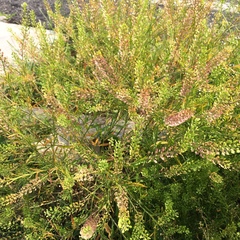 Lepidium virginicum