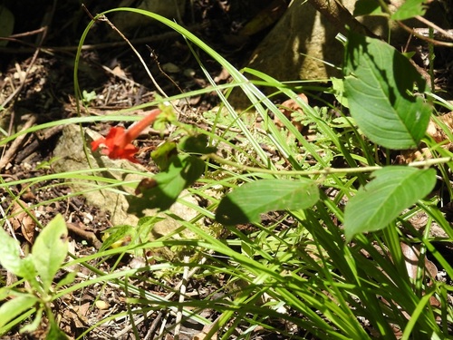 Cuphea intermedia (Cuphea intermedia)