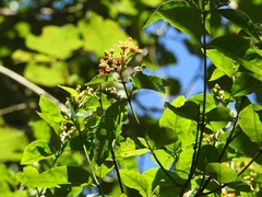 Tetrapterys schiedeana