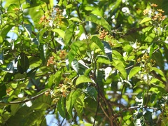 Tetrapterys schiedeana