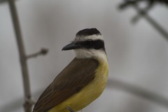 Pitangus sulphuratus