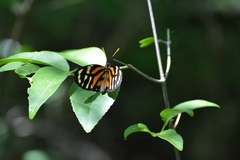Lycorea halia atergatis