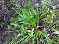 Machaerina sinclairii