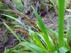 Machaerina sinclairii