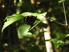 Lycorea halia atergatis