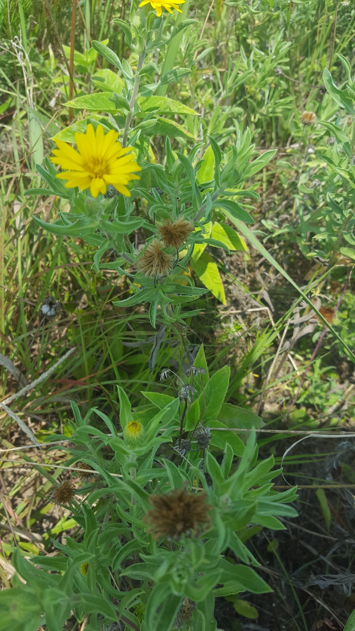 Heterotheca camporum var. camporum