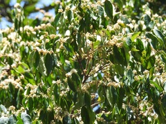 Eugenia acapulcensis