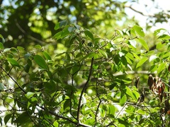 Eugenia acapulcensis