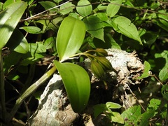 Guarianthe