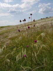 Carduus hamulosus