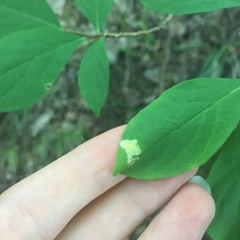 Leucanthiza dircella