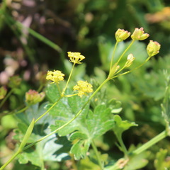 Bupleurum polyphyllum