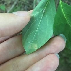Leucanthiza dircella