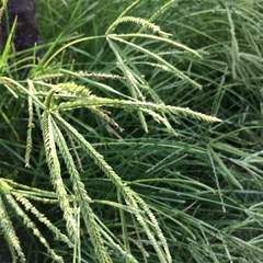 Eleusine indica