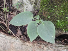 Peperomia lanceolatopeltata