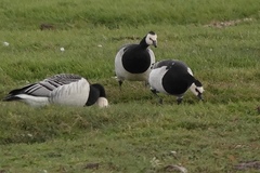 Branta leucopsis