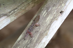 Geckolepis maculata