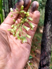 Senecio mulgediifolius