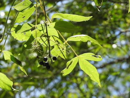 Arizona spikenard (Aralia humilis)