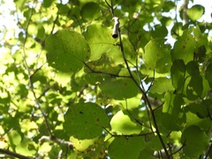 Coccoloba acapulcensis