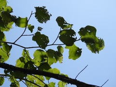 Coccoloba acapulcensis