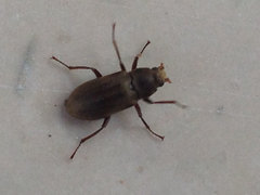 Dryopidae