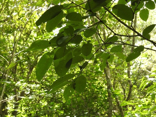 Karwinskia calderonii, photograph 3