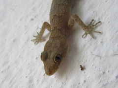 Mediodactylus