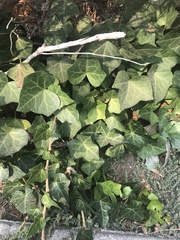Hedera helix
