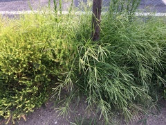 Eleusine indica