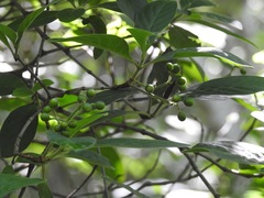 Psychotria erythrocarpa