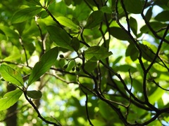 Psychotria erythrocarpa