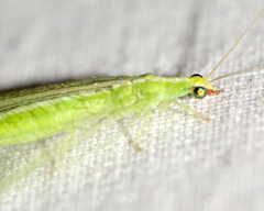 Chrysoperla pudica-group