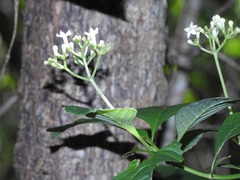 Eumachia microdon