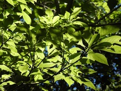 Eumachia microdon