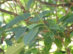 Eumachia microdon