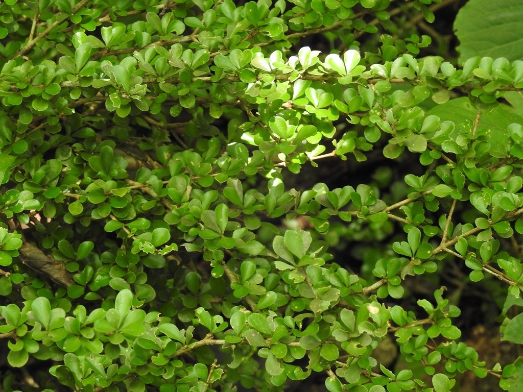 Randia lonicerioides
