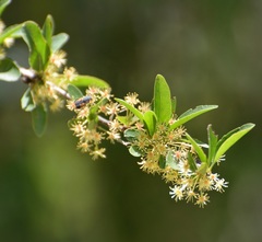Xylosma intermedia