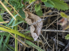 Scotopteryx moeniata