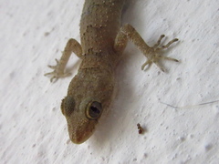 Mediodactylus