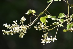 Paullinia fuscescens